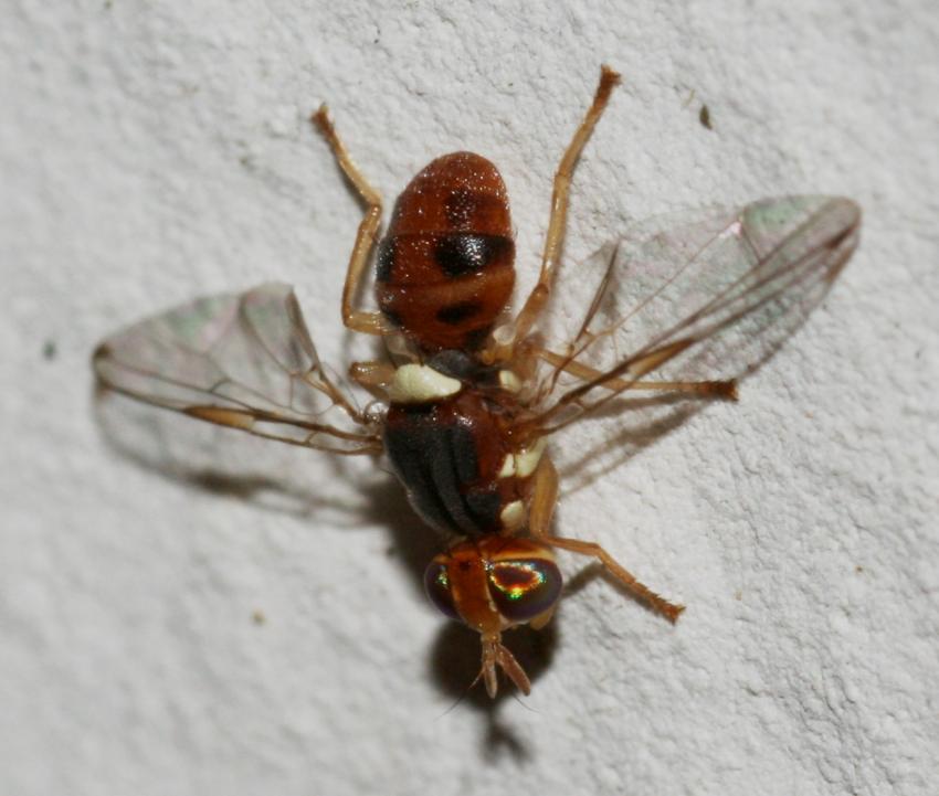 Scovata la mosca olearia: Bactrocera oleae M/F (Tephritidae)